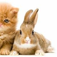 Chiediamo al Ministero della Salute e al Parlamento Europeo che anche i conigli siano riconosciuti quali animali d'affezione