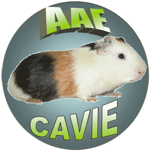 Adotta una cavia. Sostegno alla campagna adozioni di AAE-Cavie: per chi, come noi, non la mangia!